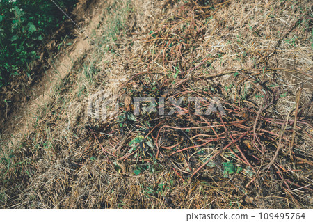 potato field, field, harvest 109495764