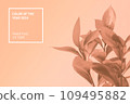 Demonstrating color 2024 Peach Fuzz. Pastel beige colored ruscus flower in the sunlight. An ideal backplate for natural and organic products presentation. Leaves in the sun. Front view 109495882