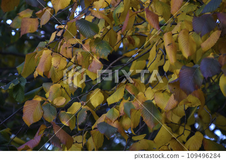 Yellow and red autumn leaves on trees on a sunny day. Beautiful leaves on autumn trees. 109496284