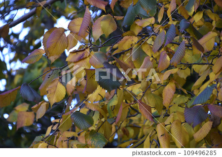 Yellow and red autumn leaves on trees on a sunny day. Beautiful leaves on autumn trees. Yellow and red autumn leaves on trees on a sunny day. Beautiful leaves on autumn trees. 109496285
