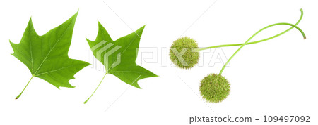 Platanus tree, sycamore leave isolated on white background. Top view. Flat lay Platanus tree, sycamore leave isolated on white background. Top view. Flat lay 109497092