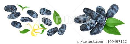 Fresh honeysuckle blue berry isolated on white background with full depth of field. Top view. Flat lay. Fresh honeysuckle blue berry isolated on white background with full depth of field. Top view. Flat lay. 109497112