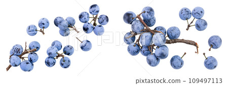 Fresh blackthorn berries with twig, prunus spinosa isolated on white background. Top view. Flat lay Fresh blackthorn berries with twig, prunus spinosa isolated on white background. Top view. Flat lay 109497113