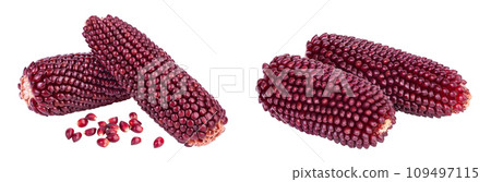 Purple corn or maize isolated on white background with full depth of field Purple corn or maize isolated on white background with full depth of field 109497115