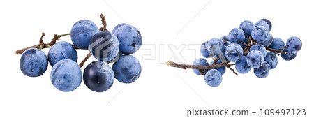 Fresh blackthorn berries with twig, prunus spinosa isolated on white background with full depth of field 109497123