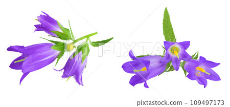 Campanula flower isolated on white background. Top view. Flat lay 109497173