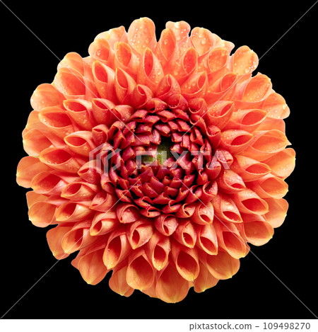 Close-up of the Dahlia, flower in the trendy color of the year. Close-up of the Dahlia, flower in the trendy color of the year. 109498270