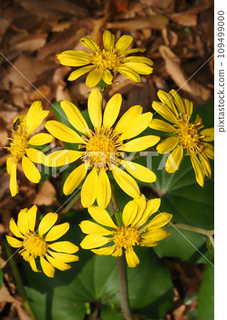 Tsuwabuki flower 109499000
