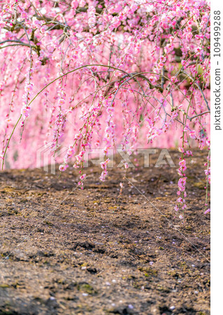 [早春材料]鈴鹿林園的垂枝梅[三重縣] 109499288