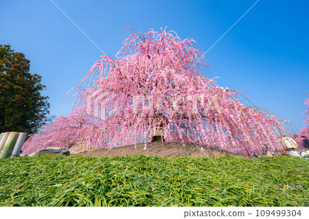 [Early spring material] Weeping plums in Suzuka Forest Garden [Mie Prefecture] 109499304