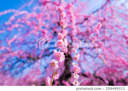 [Early spring material] Weeping plums in Suzuka Forest Garden [Mie Prefecture] 109499311