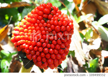 Fruit of Musashi Bumi Fruit of Musashi Bumi 109499332