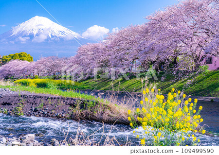 [春天的絕景]靜岡縣富士市十二仁川的櫻花和龍眼淵[靜岡縣] 109499590