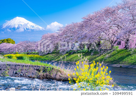 [春天的絕景]靜岡縣富士市十二仁川的櫻花和龍眼淵[靜岡縣] 109499591