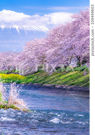 [春天的絕景]靜岡縣富士市十二仁川的櫻花和龍眼淵[靜岡縣] 109499603