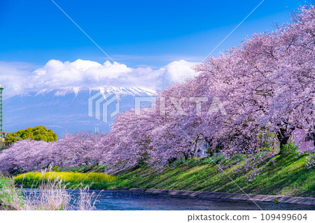 [春天的絕景]靜岡縣富士市十二仁川的櫻花和龍眼淵[靜岡縣] 109499604