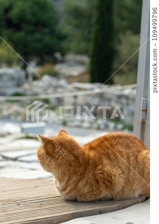 A cat is resting under an ancient sculpture. Cute cat is posing. A cat is resting under an ancient sculpture. Cute cat is posing. 109499796