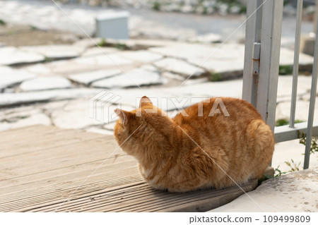 A cat is resting under an ancient sculpture. Cute cat is posing. A cat is resting under an ancient sculpture. Cute cat is posing. 109499809