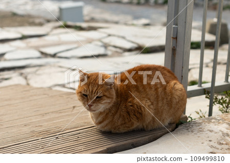 A cat is resting under an ancient sculpture. Cute cat is posing. A cat is resting under an ancient sculpture. Cute cat is posing. 109499810