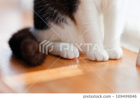Cat's foot Cat's foot 109499846