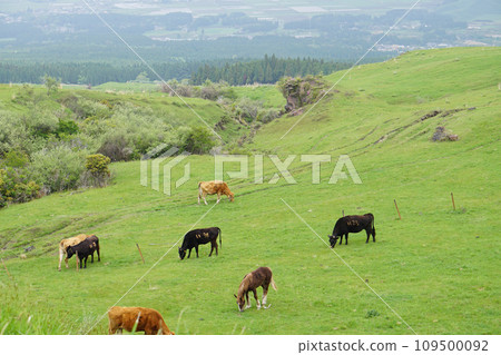 Several grazing cows eating grass on the plateau of Aso Several grazing cows eating grass on the plateau of Aso 109500092
