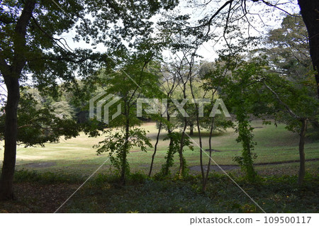 初冬野津田公園的樹木 初冬野津田公園的樹木 109500117
