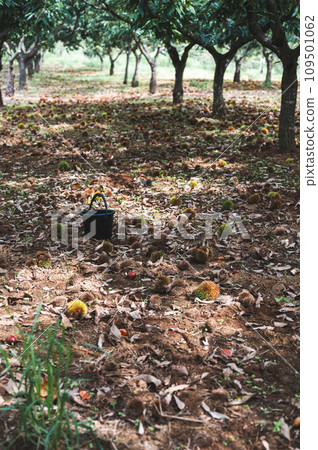 栗子採摘 栗子廣井 109501062