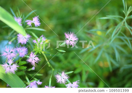 Flowers of Kawarana de Ceco Flowers of Kawarana de Ceco 109501399