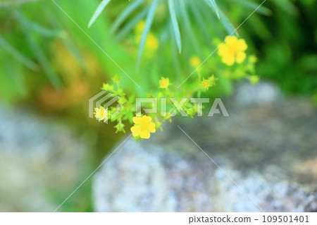 川崎花 109501401