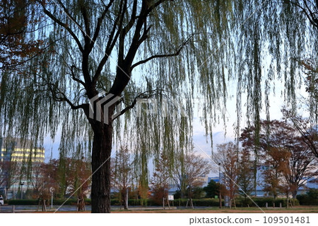 Willow tree Willow tree 109501481