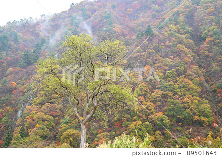 山中的秋葉,從湯澤中央公園附近欣賞秋景 山中的秋葉,從湯澤中央公園附近欣賞秋景 109501643