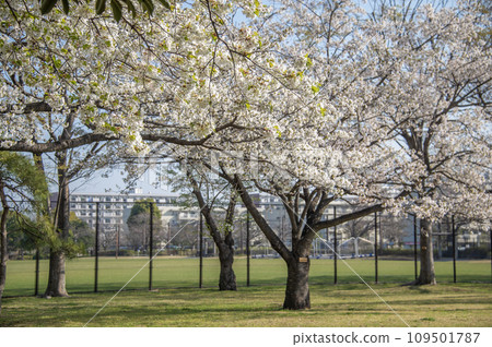 Nagahama Park Cherry Blossoms Kanazawa Ward, Yokohama City, Kanagawa Prefecture Nagahama Park Cherry Blossoms Kanazawa Ward, Yokohama City, Kanagawa Prefecture 109501787
