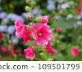 Aoshoi and hydrangea 109501799