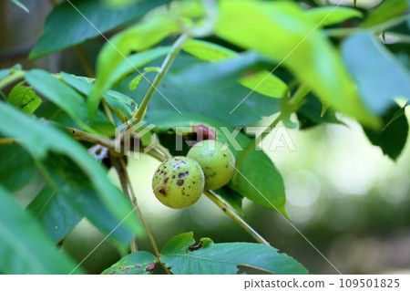 Japanese walnut fruit Japanese walnut fruit 109501825