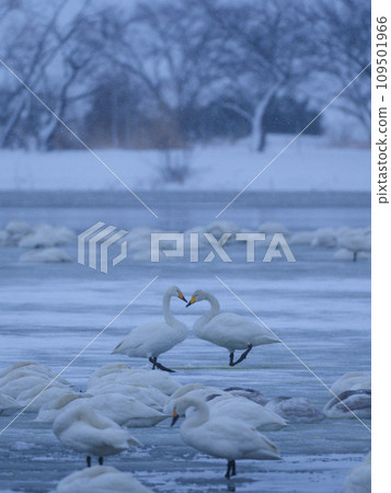 兩隻天鵝說話 109501966