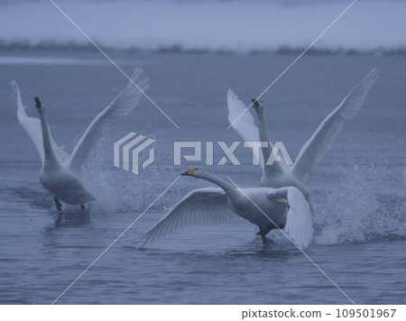 A flock of swans running on the lake surface 109501967