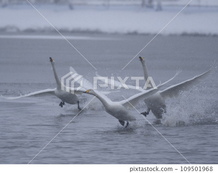 A flock of swans running on the lake surface 109501968