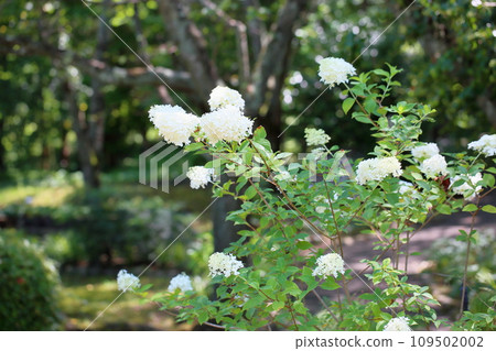 紀次花水無月 109502002