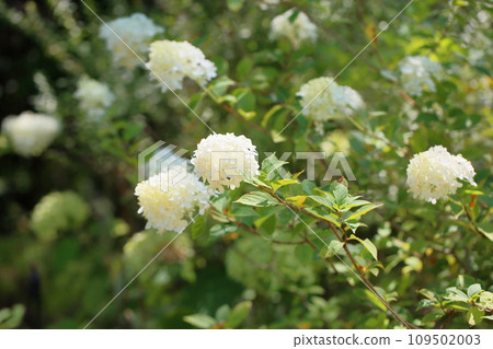 紀次花水無月 紀次花水無月 109502003