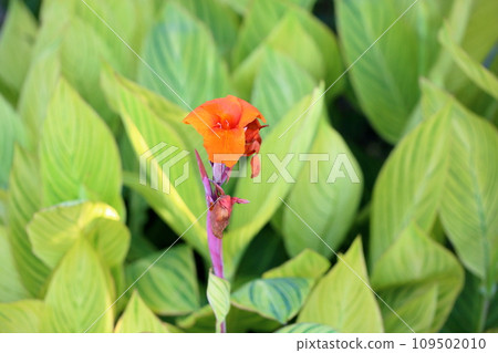 美人蕉花 109502010