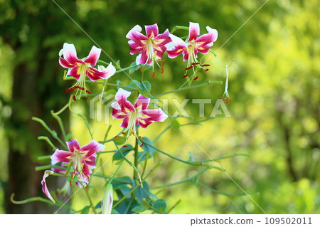 Lily flower 109502011