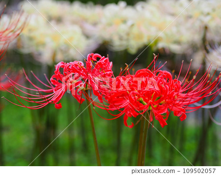 red spider lily red spider lily 109502057