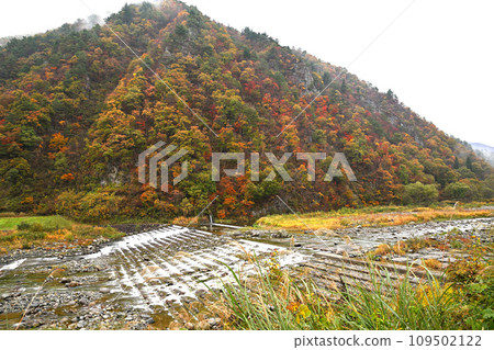Autumn scenery of mountain leaves and Uono River Autumn scenery of mountain leaves and Uono River 109502122