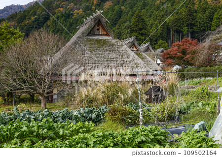 日本的原始風景(秋天的深山茅吹之裡) 日本的原始風景(秋天的深山茅吹之裡) 109502164