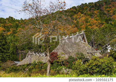 日本的原始風景（秋天的深山茅吹之裡） 109502175