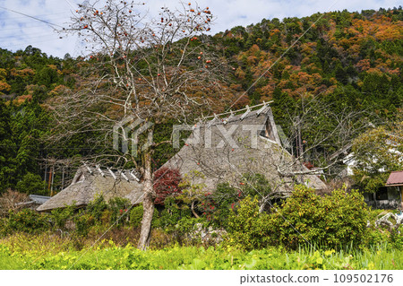 日本的原始風景（秋天的深山茅吹之裡） 109502176