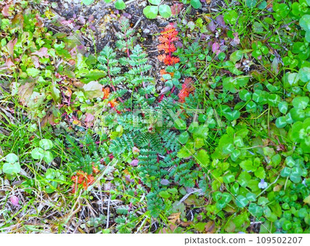 The weed Dutch lily is dyed in deep green and bright red. The weed Dutch lily is dyed in deep green and bright red. 109502207