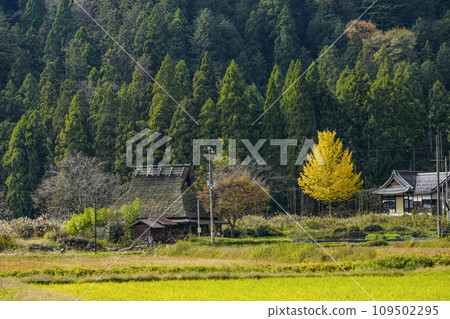 日本的原始風景（秋天的深山茅吹之裡） 109502295