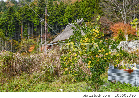 Original scenery of Japan (Autumn Miyama Kayabuki no Sato) 109502380