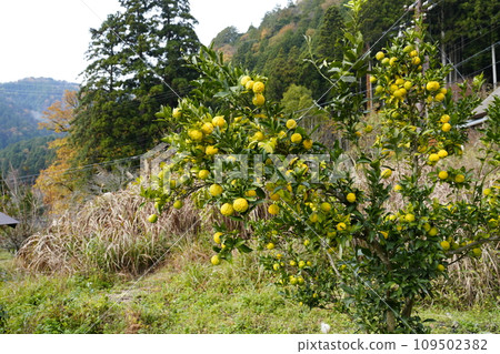 Original scenery of Japan (Autumn Miyama Kayabuki no Sato) 109502382